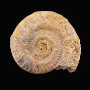 Fossil Ammonite Specimen.   SP17232