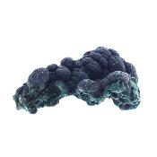 Malachite Fibrous Botryoidal Raw Crystal Specimen.   SP17834