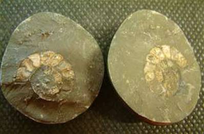 POLISHED AMMONITE NODULE PAIR.   SP2768POL