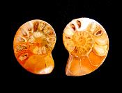 POLISHED FACE AMMONITE PAIR.   SP11100POL
