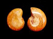 POLISHED FACE AMMONITE PAIR.   SP11100POL