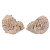 Illminster Ammonite Pair - Harpoceras.   SP17653POL