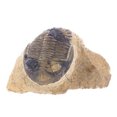 Trilobite Fossil On Matrix Specimen.   SP17794