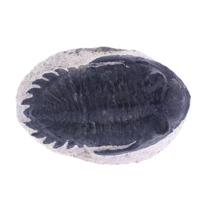 Trilobite Fossil On Matrix Specimen.   SP17795