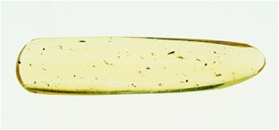 MADAGASCAN COPAL (YOUNG AMBER) SPECIMEN. SP5248POL