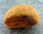 POLISHED FACE AGATE NODULE SPECIMEN. SP7235POL