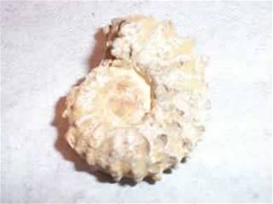 RIBBED MADAGASCAN AMMONITE