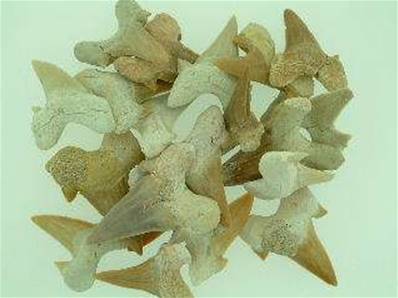 LAMNA SHARK TEETH 10 PACK.   LSHTHWHOLE