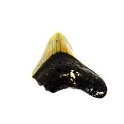 PARTIAL MEGALODON TOOTH FOSSIL SPECIMEN.   SP14271