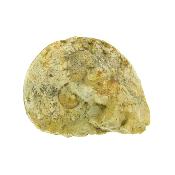 Fossil Ammonite Specimen.   SP15906