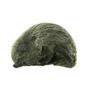 Gryphea (Devil's Toenail) Marine Bi-Valve Mollusc Fossil Specimen.   SP15912