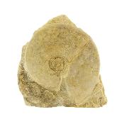 Pair of Fossil Ammonites in Matrix specimen with flat cut base to stand.   SP16248SLF