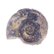 Ammonite Fossil - Harpoceras Subserpentinum.   SP17649