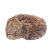 Ammonite Fossil - Stephanoceras.   SP17650