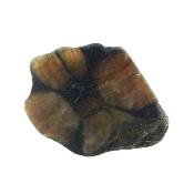 Chiastolite Cross Polished Face Crystal Specimen.   SP17725