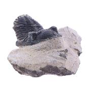 Trilobite Fossil On Matrix Specimen.   SP17793