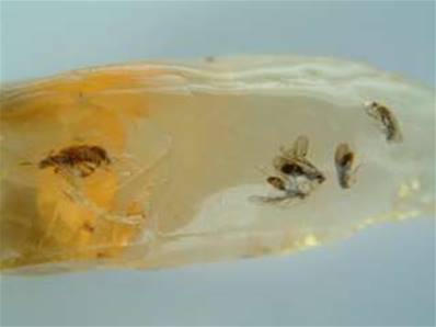 MADAGASCAN COPAL (YOUNG AMBER) SPECIMEN. SP441