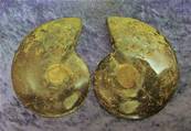 POLISHED FACE MADAGASCAN AMMONITE SECTION PAIR. SP6981POL