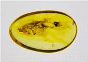POLISHED BALTIC AMBER SPECIMEN. SP8618POL