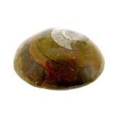 Dome Polished Goniatite Fossil in matrix specimen.   SP15431POL