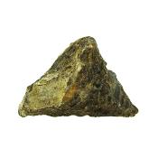 Pleurotomaria Gastropod Fossil.   SP15801