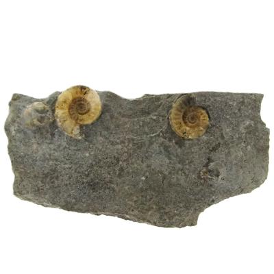 Promicroceras Ammonites on Matrix Specimen.   SP16244