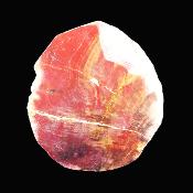 Petrified Wood Polished Face Slice Specimen.   SP17224POL