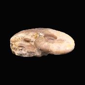 Fossil Ammonite Specimen.   SP17234
