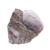 Fossil Mussel/ Bi Valve Shell On Matrix.   SP17845
