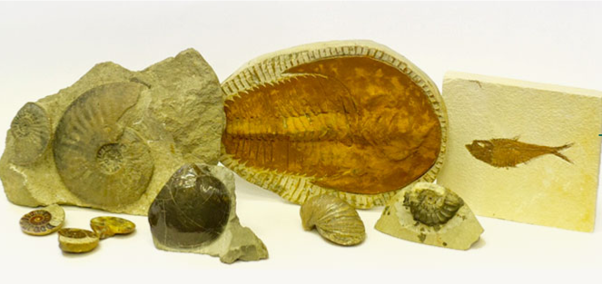 Fossils - Little gems